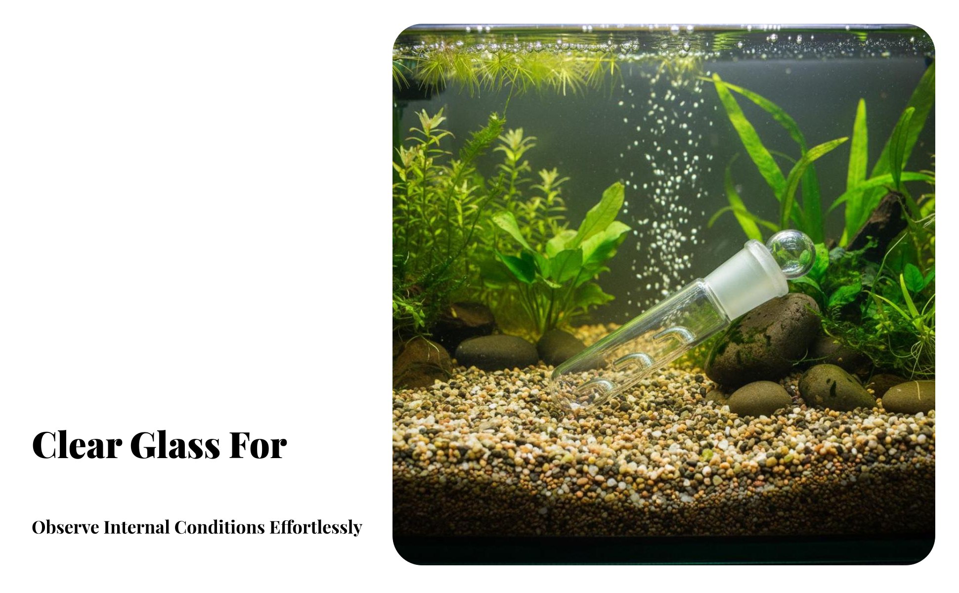 Planaria Catcher Transparent Design Glass Worm Catcher Safe