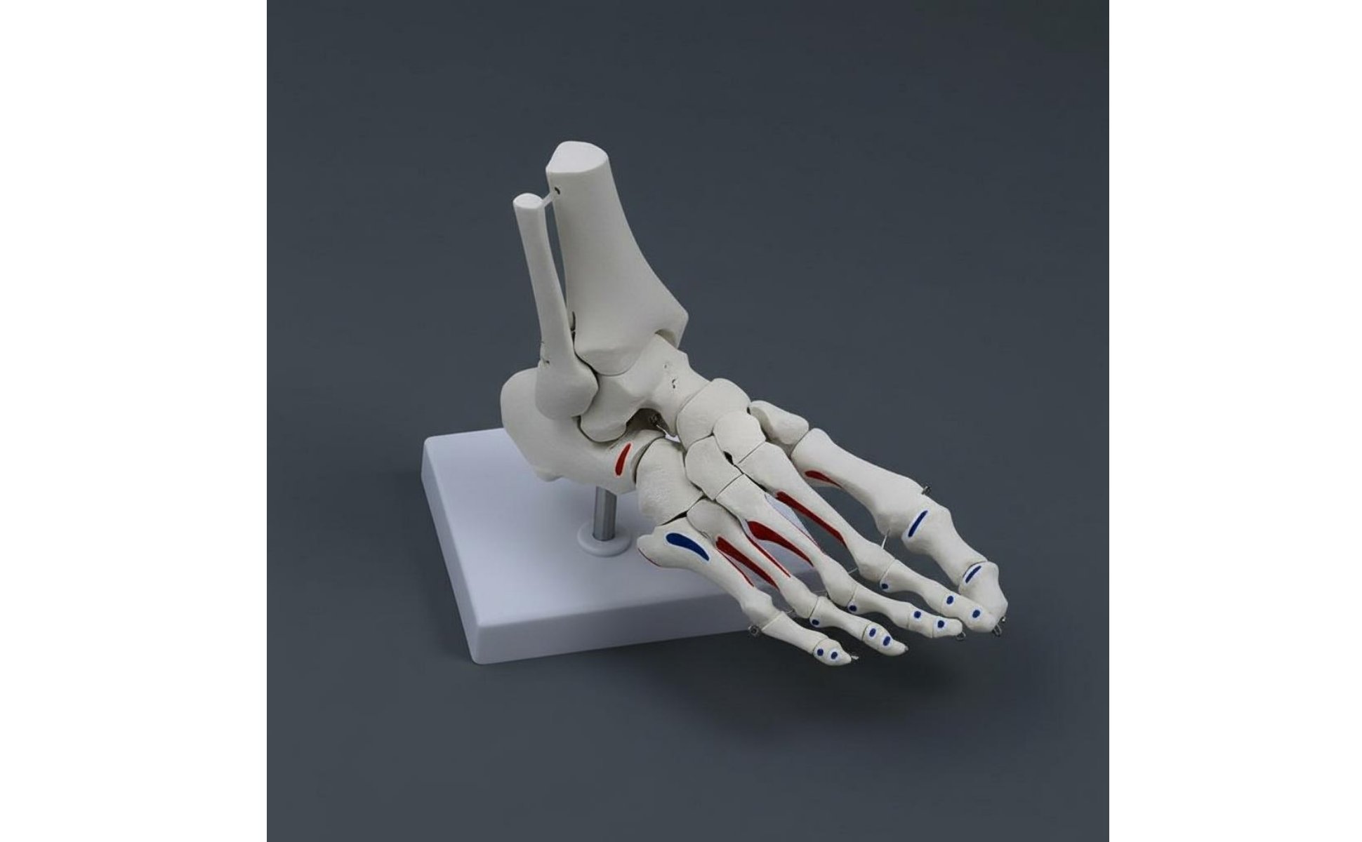 Anatomical Joint Model Anatomically Life Size Joint Skeleton for Doctors
