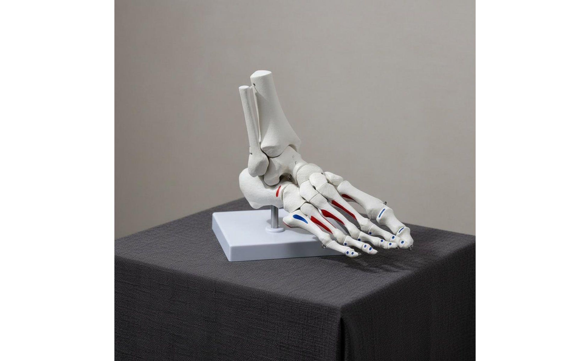 Anatomical Joint Model Anatomically Life Size Joint Skeleton for Doctors