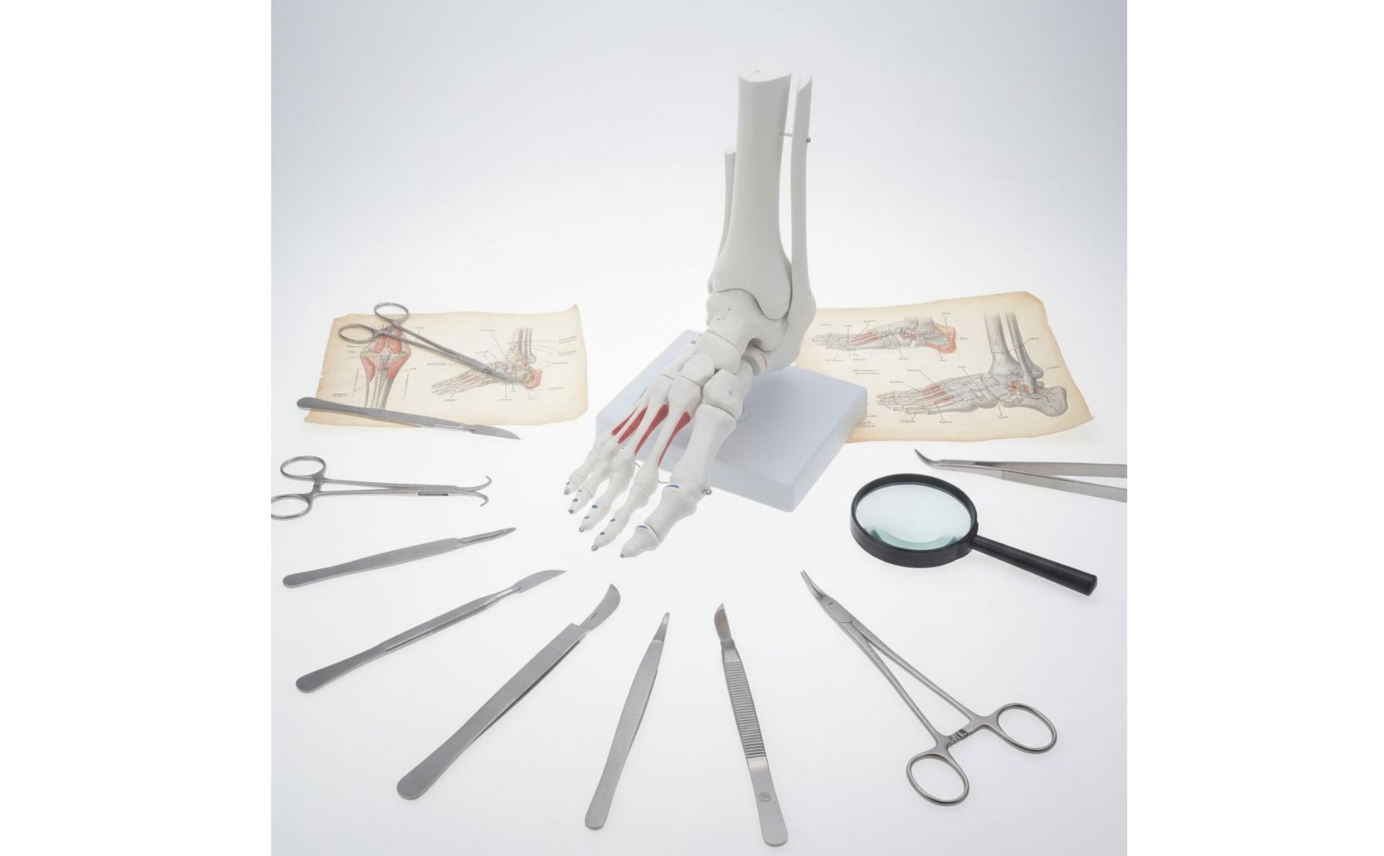 Anatomical Joint Model Anatomically Life Size Joint Skeleton for Doctors