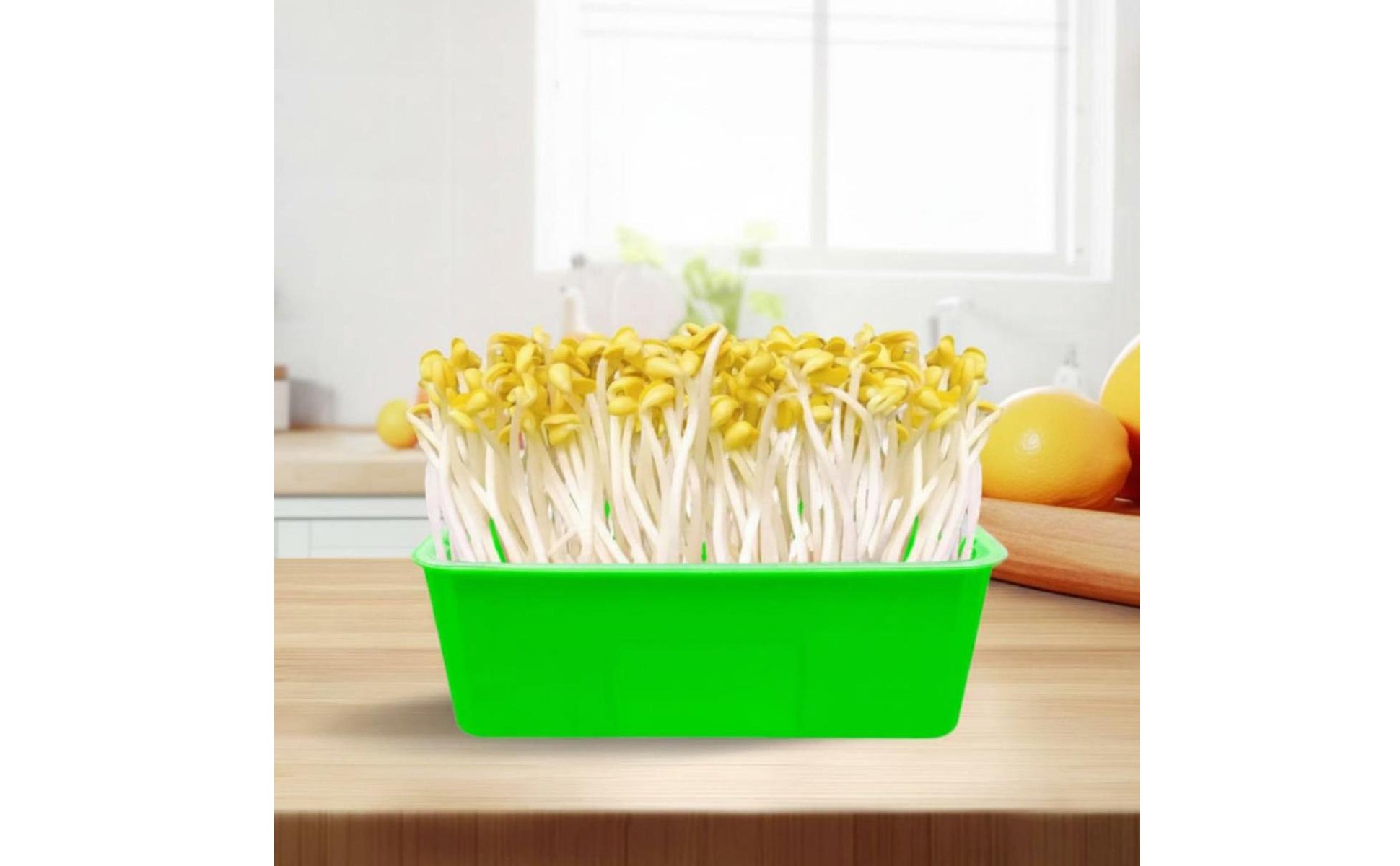 Bean Sprout Grower Box Two-Layer Design Soilless Sprouter for Pet Owners
