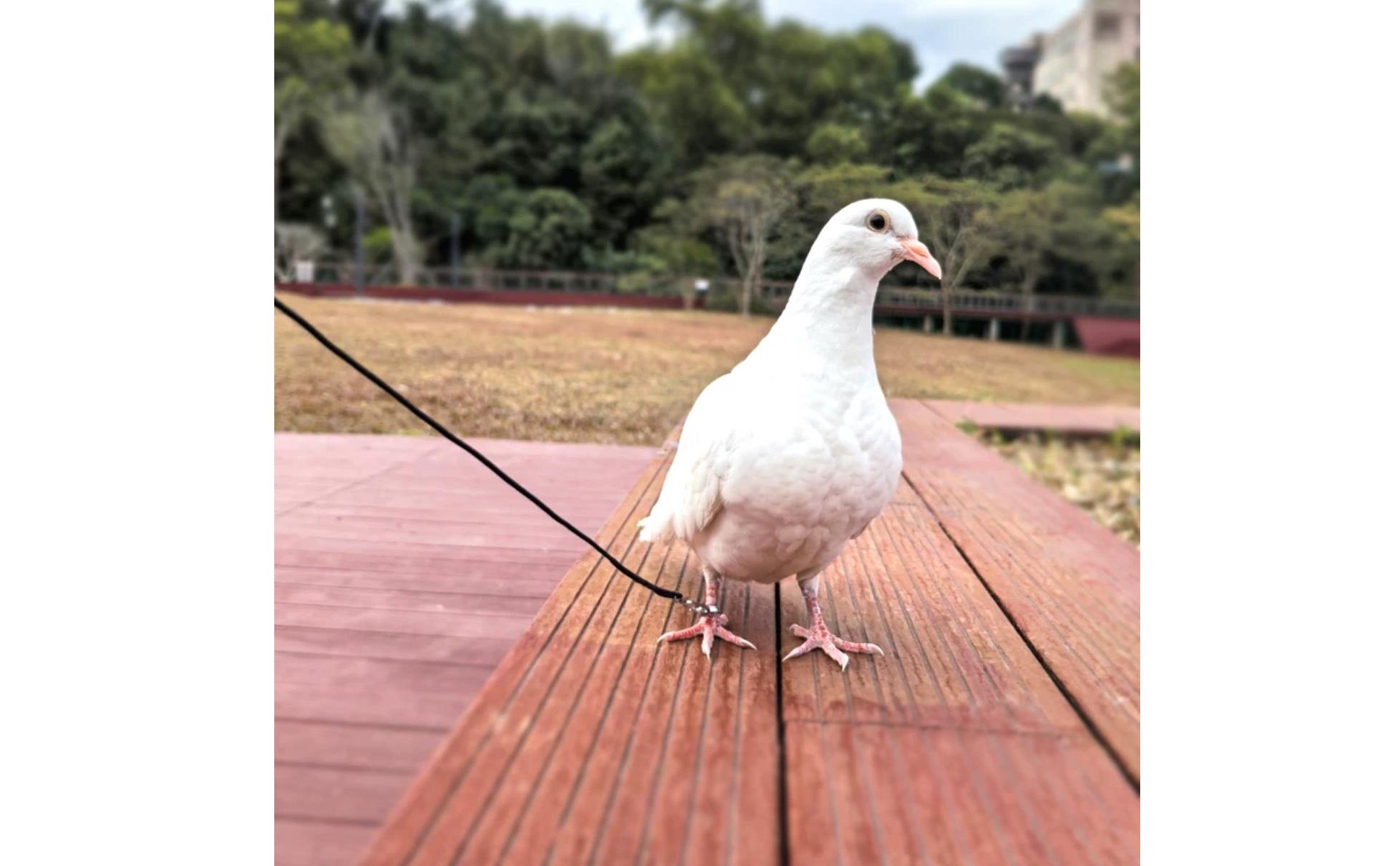 Pigeon Flight Rope Outdoor Use Elastic Bird Flight Rope Lightweight