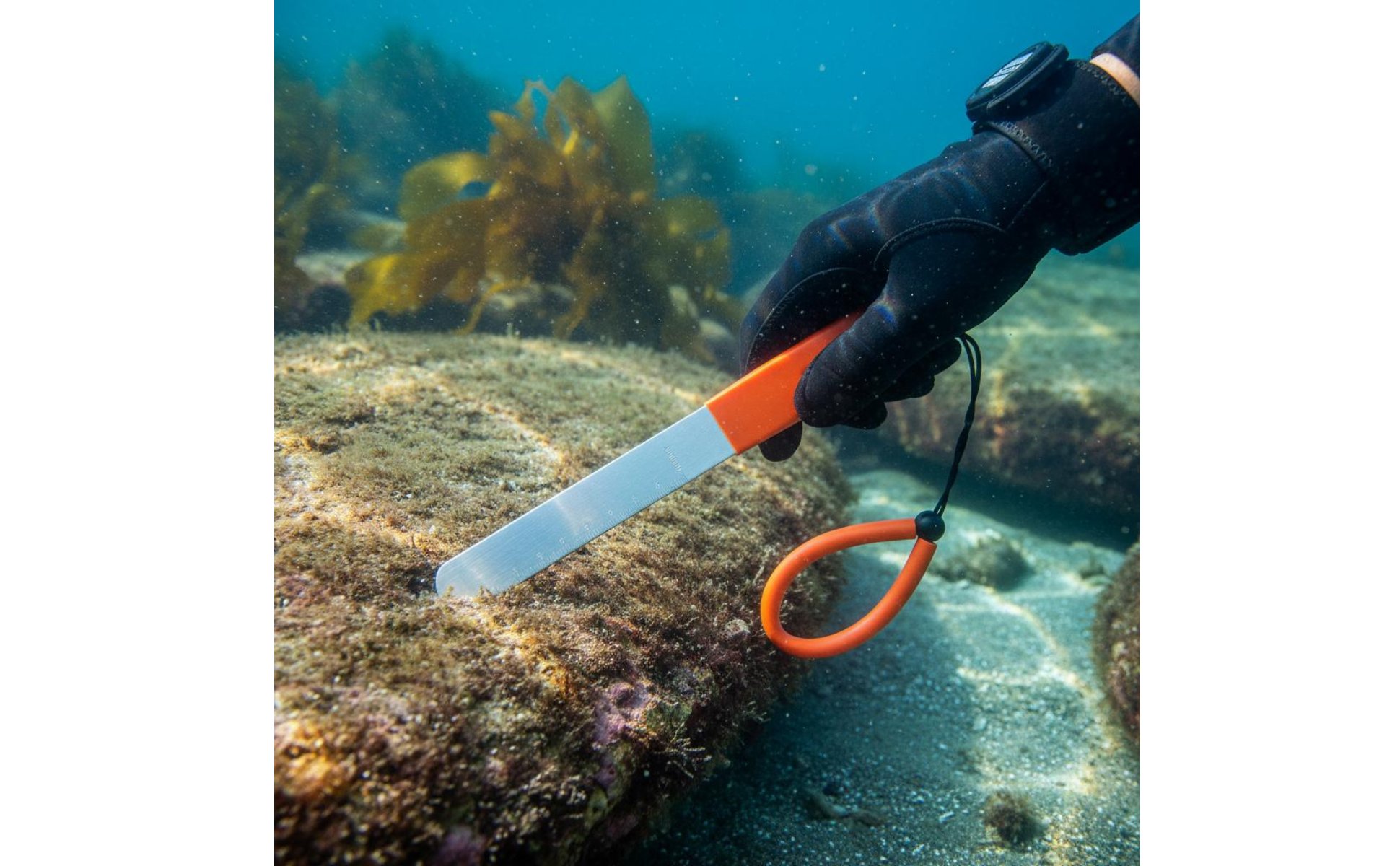 Marine Mollusk Gauge with Scale Shell Tool Aluminum Frame for Divers