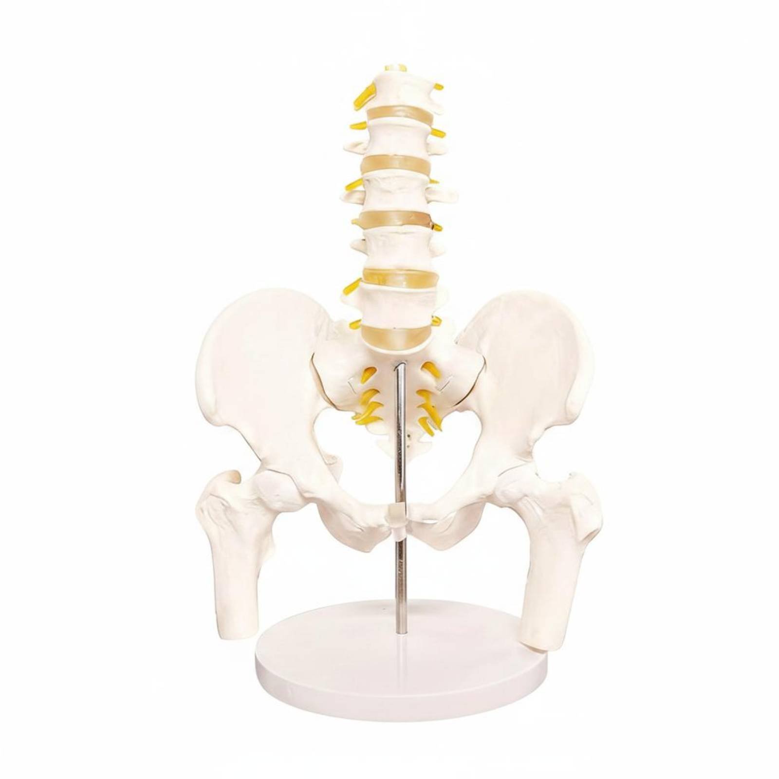 Spine Pelvis Model High Simulation Female Pelvis Model Easy Observation Education Tool for Students, Classroom, Health Center, Training Room