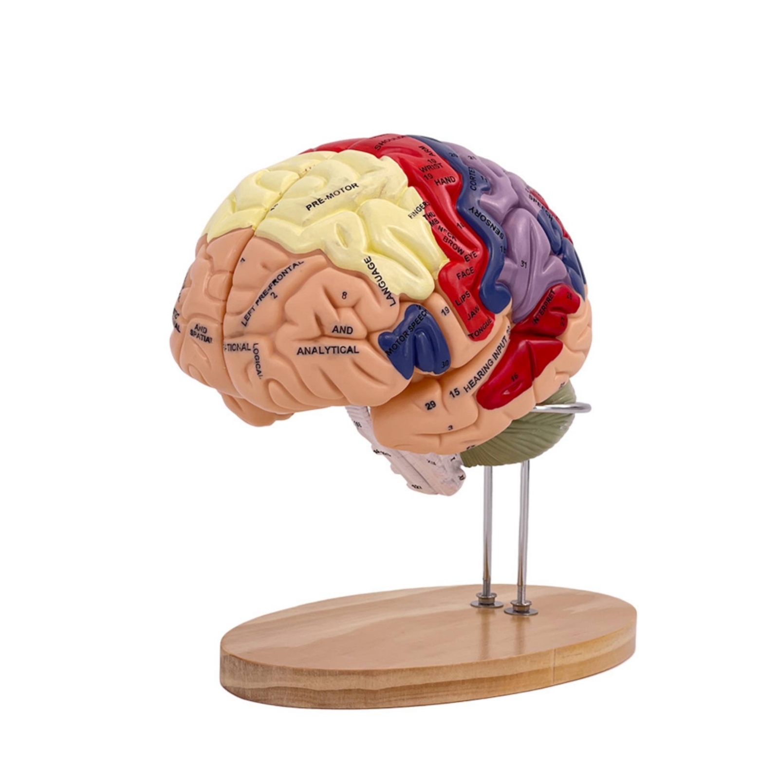 Brain Artery Model 2x Enlarged Brain Structure Model Accurate Detail for Students, Practitioner's Office