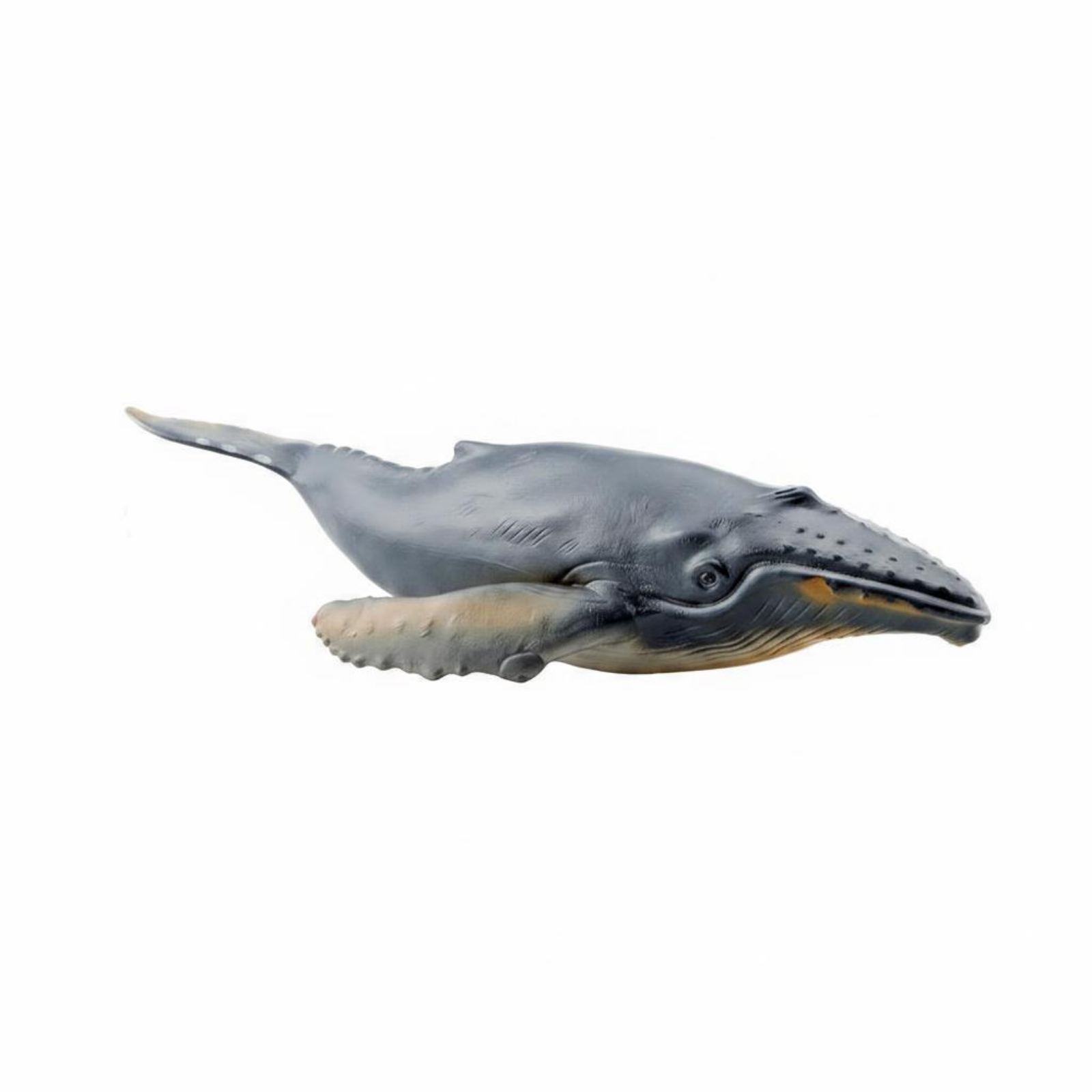 Baleen Marine Mammal Figure Model Educational Baleen Marine Mammal Figure