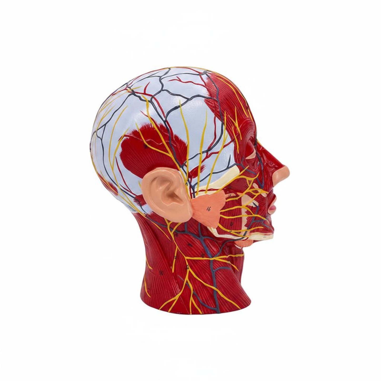 Superficial Neurovascular Model PVC Material Head Nerve Vessel Model Medical Teaching Aid for Cosmetology Students, Teachers, Classroom