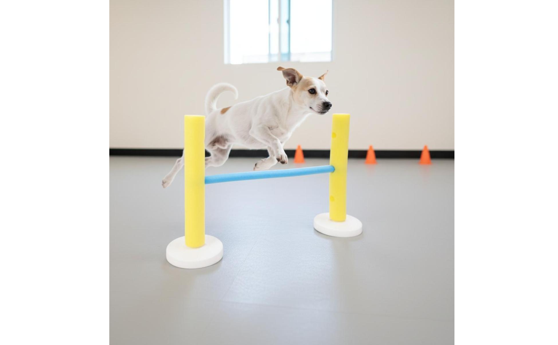 Parcours D'agilité Chien Bleu et Jaune Parcours Agilité Canine avec Bases Rondes