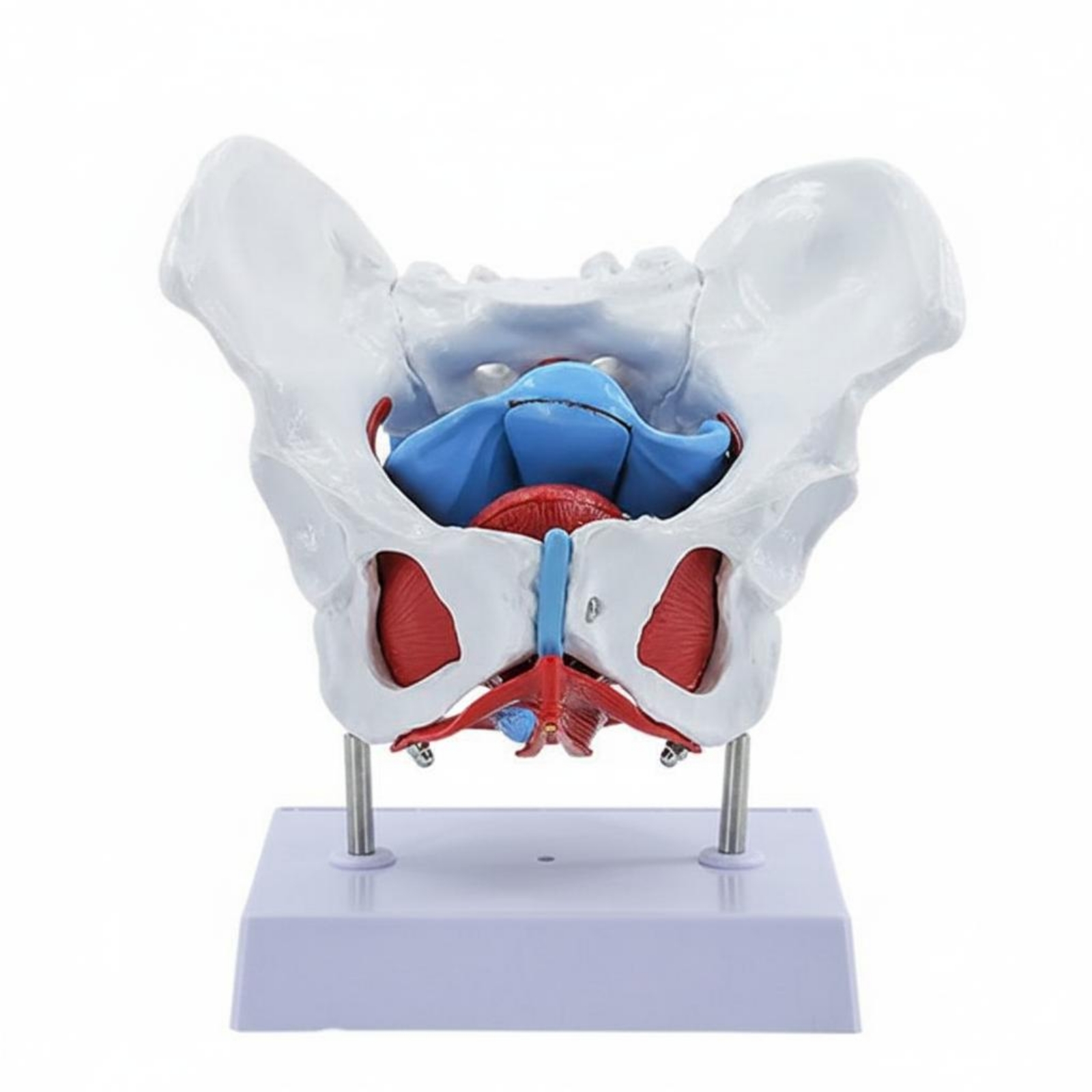Female Hip Model Stand Base Hip Floor Muscle Model PVC for Students, Hospital Training, Classroom