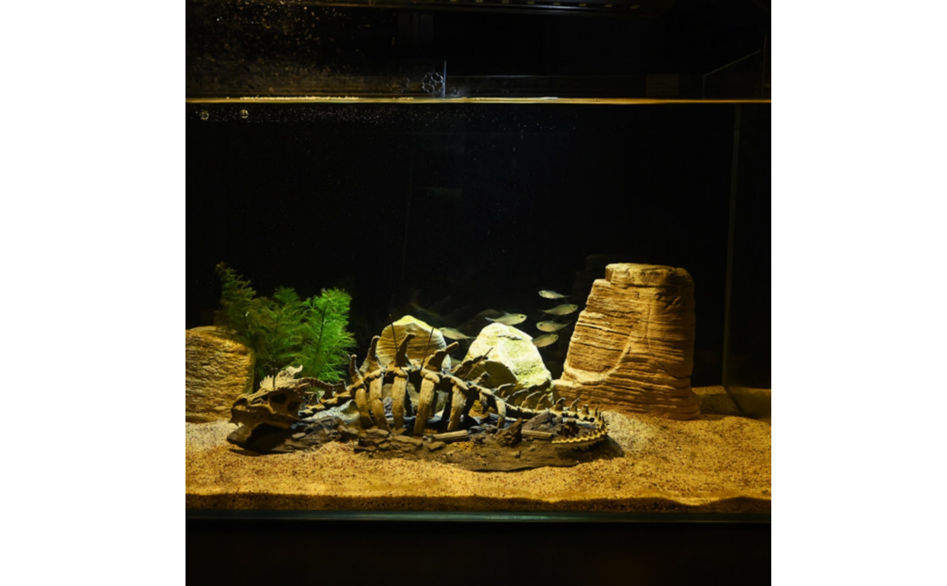 Aquarium Dragon Skeleton Skeletal Dragon Skeleton Ornament Resin