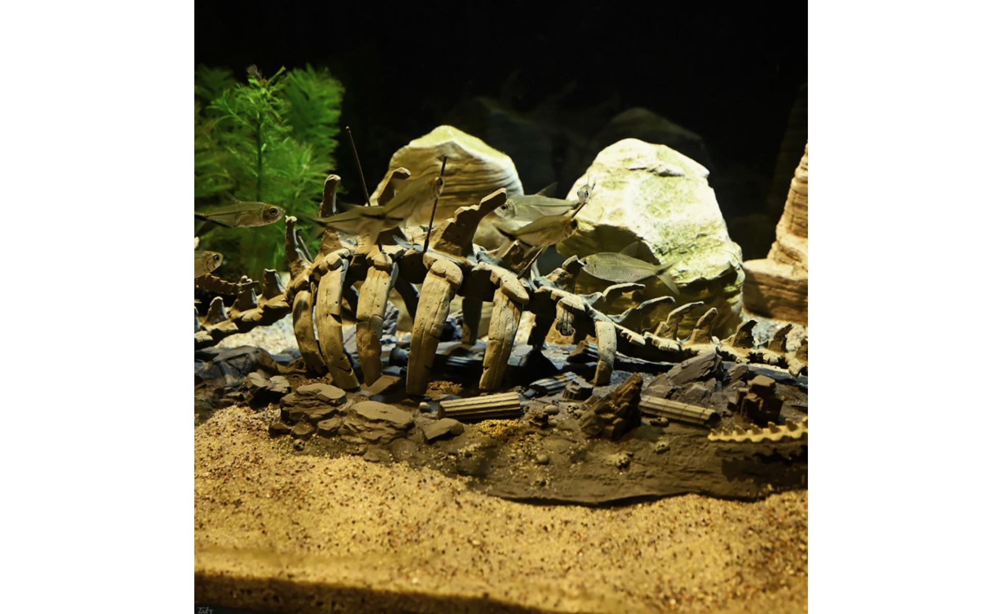 Aquarium Dragon Skeleton Skeletal Dragon Skeleton Ornament Resin