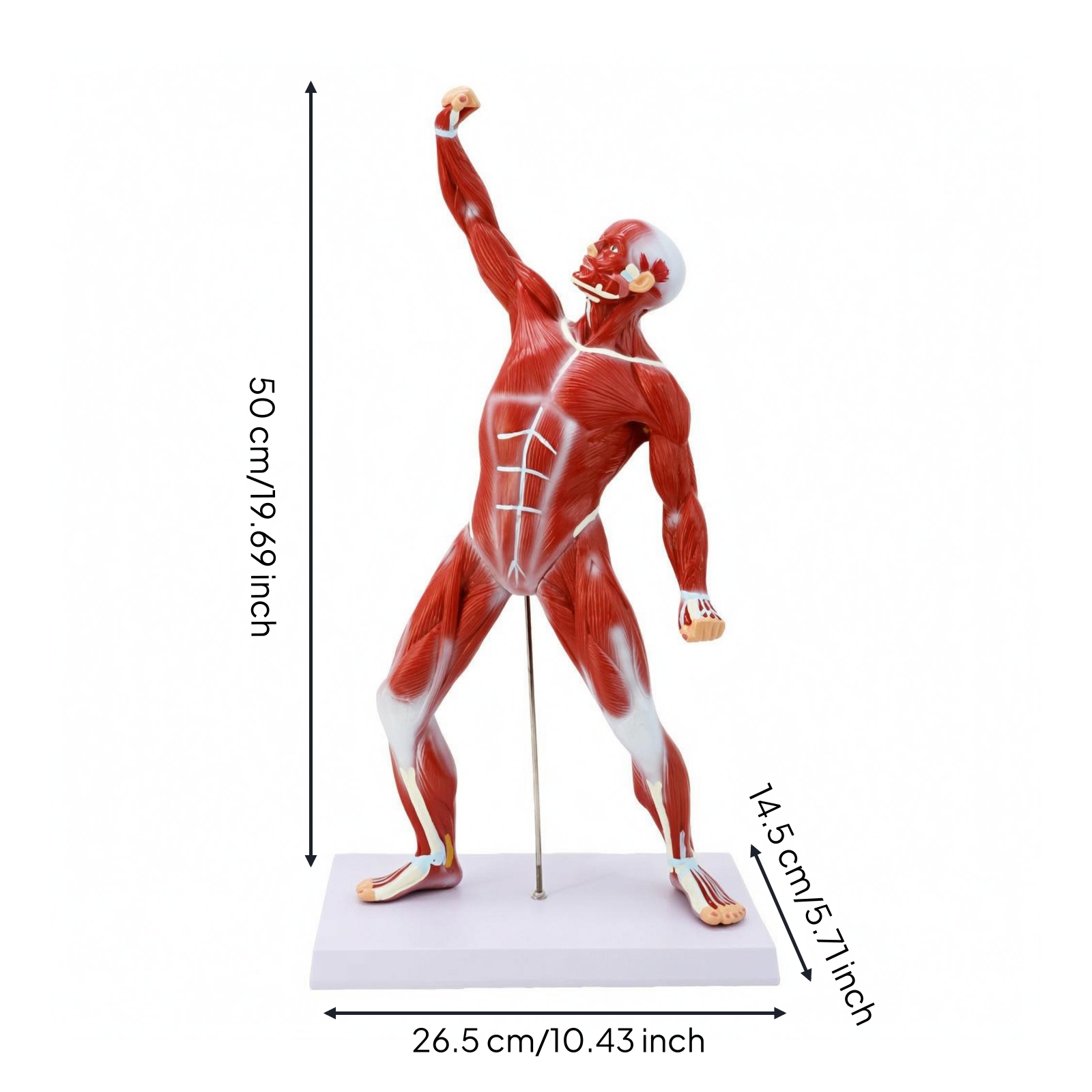 Full-Body Muscle Model 50 Cm Teaching Aid PVC for Classroom