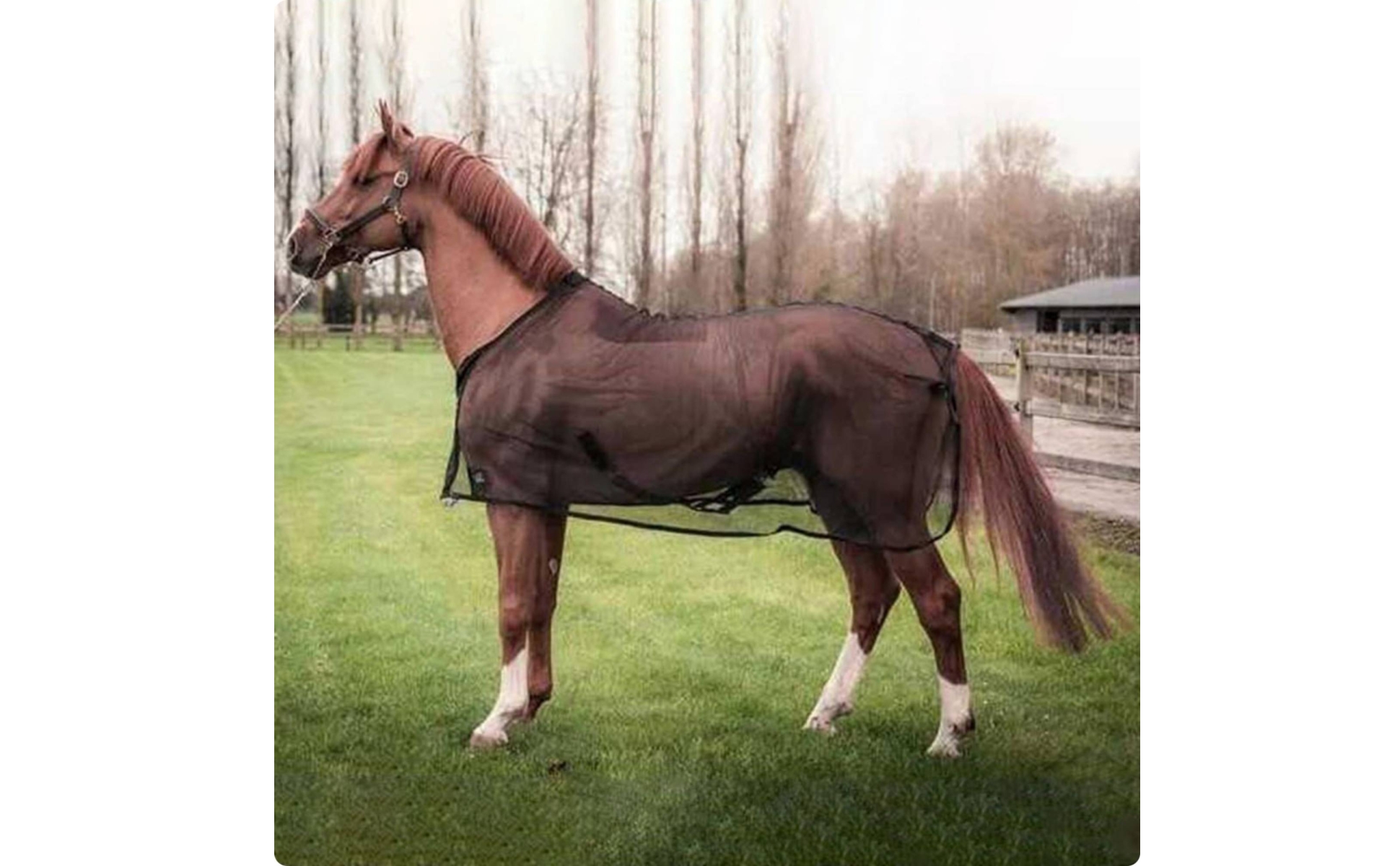 Mesh Horse Blanket Lightweight Horse Fly Sheet Breathable