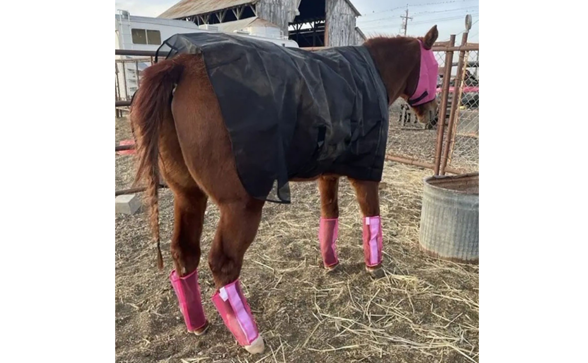 Mesh Horse Blanket Lightweight Horse Fly Sheet Breathable