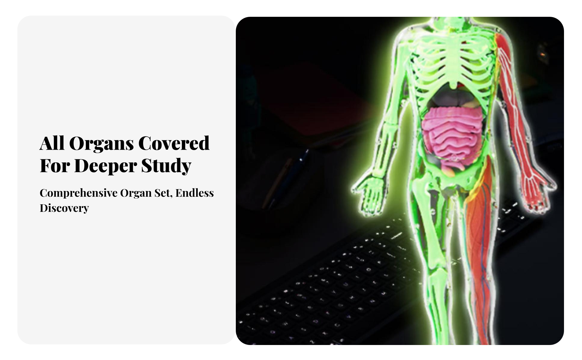 Glow-in-the-Dark Physiological Model Colored Structural Parts Detachable Organ