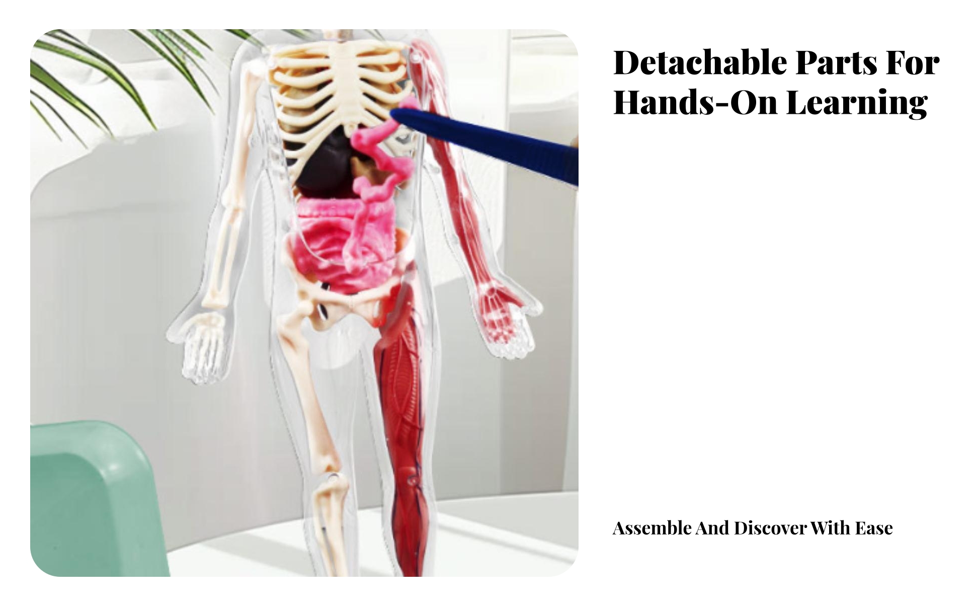 Glow-in-the-Dark Physiological Model Colored Structural Parts Detachable Organ