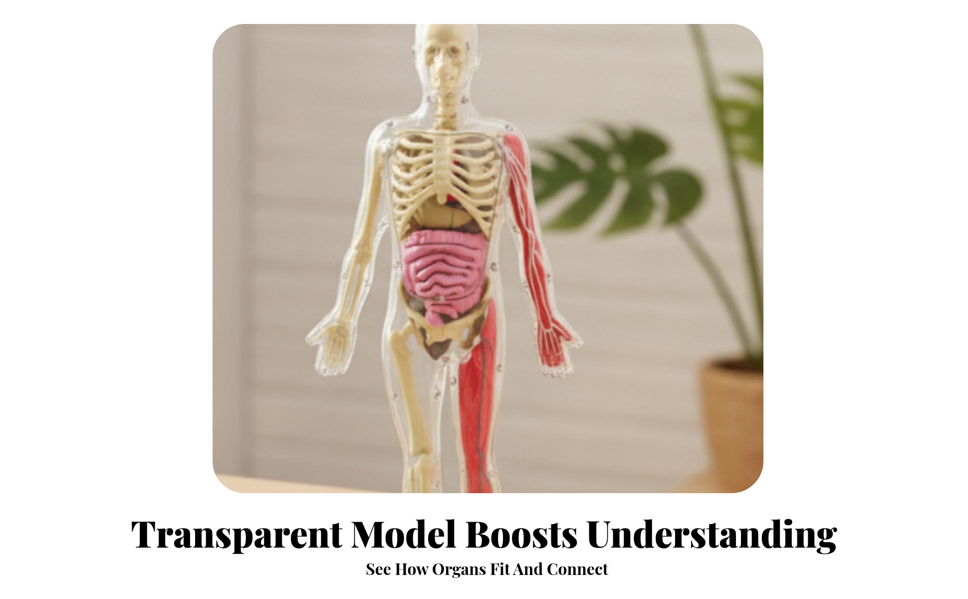 Glow-in-the-Dark Physiological Model Colored Structural Parts Detachable Organ