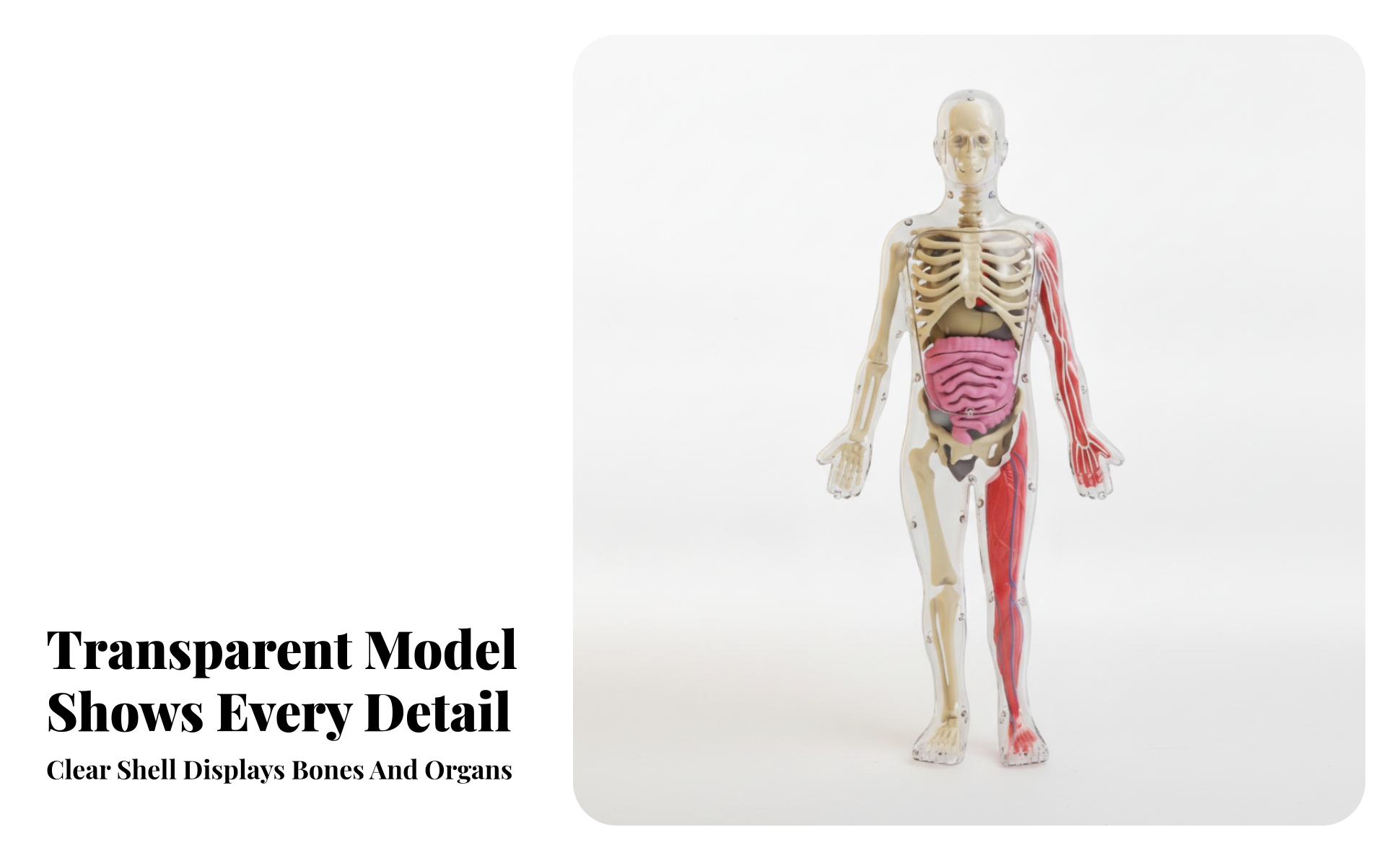Glow-in-the-Dark Physiological Model Colored Structural Parts Detachable Organ