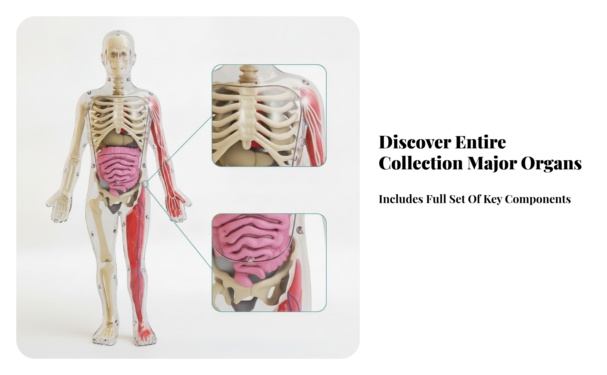 Glow-in-the-Dark Physiological Model Colored Structural Parts Detachable Organ