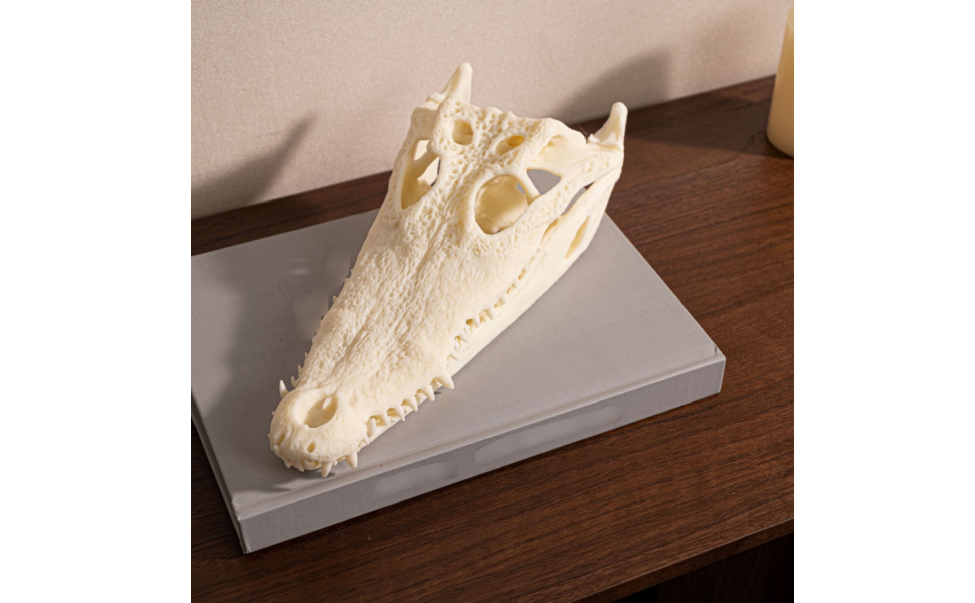 Skull Bone-Like Head with Open Jaw Realistic for Living Room