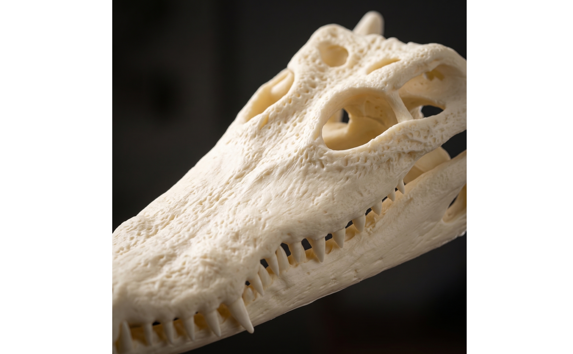 Skull Bone-Like Head with Open Jaw Realistic for Living Room