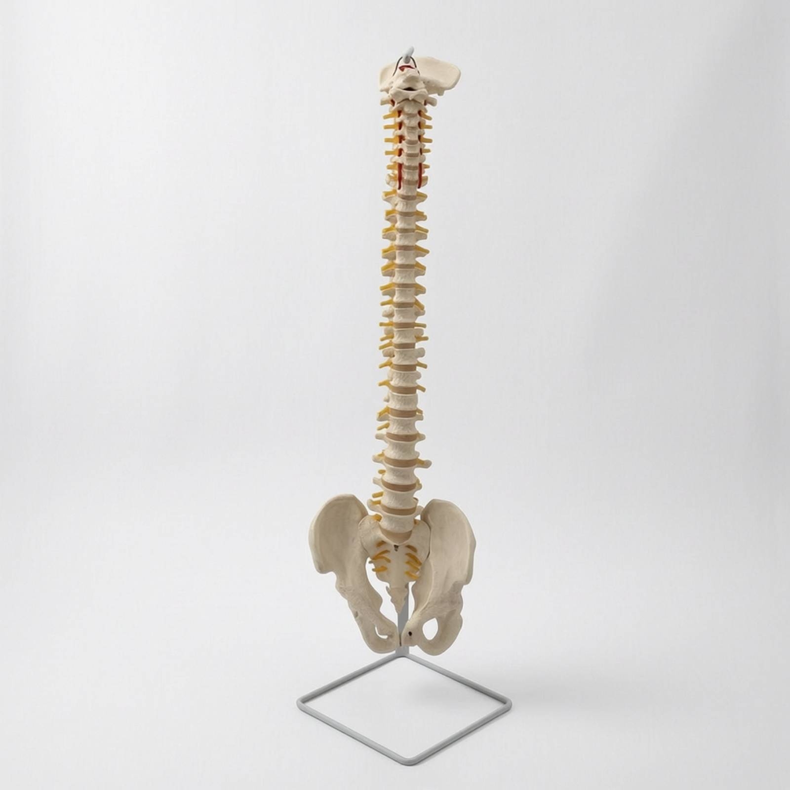 Spine Model with Pelvis Educational Anatomical Spine Model Teaching for - Produktbild 8