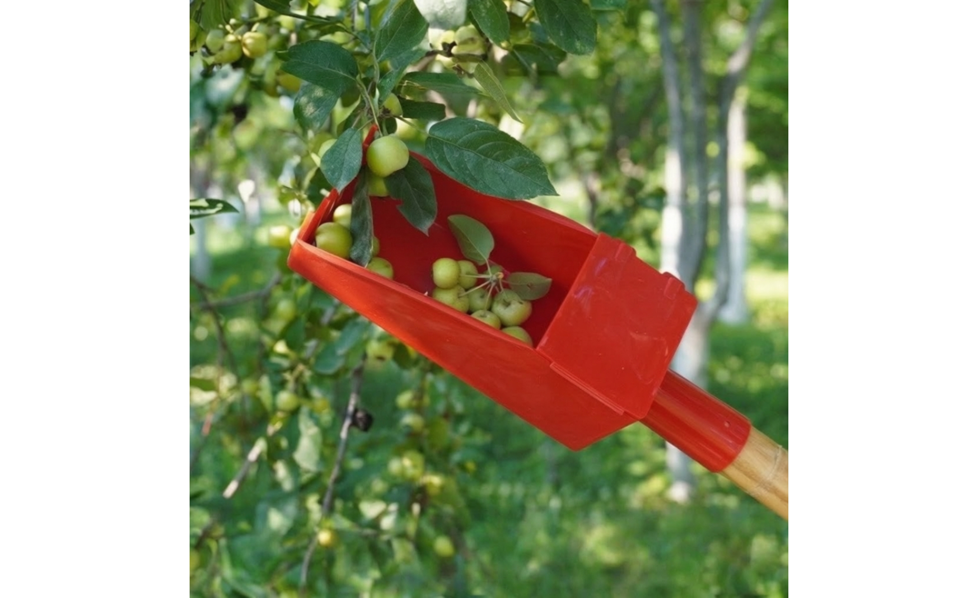 Fruit Picker with Lid Pole-Mounted Fruit Harvesting Scoop Lightweight
