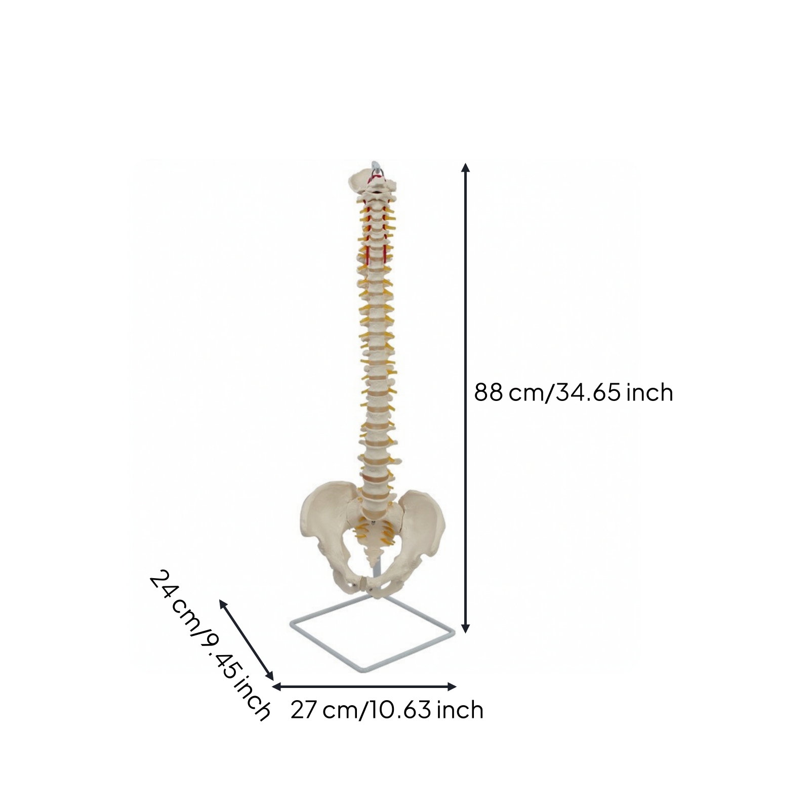Spine Model with Pelvis Educational Anatomical Spine Model Teaching for