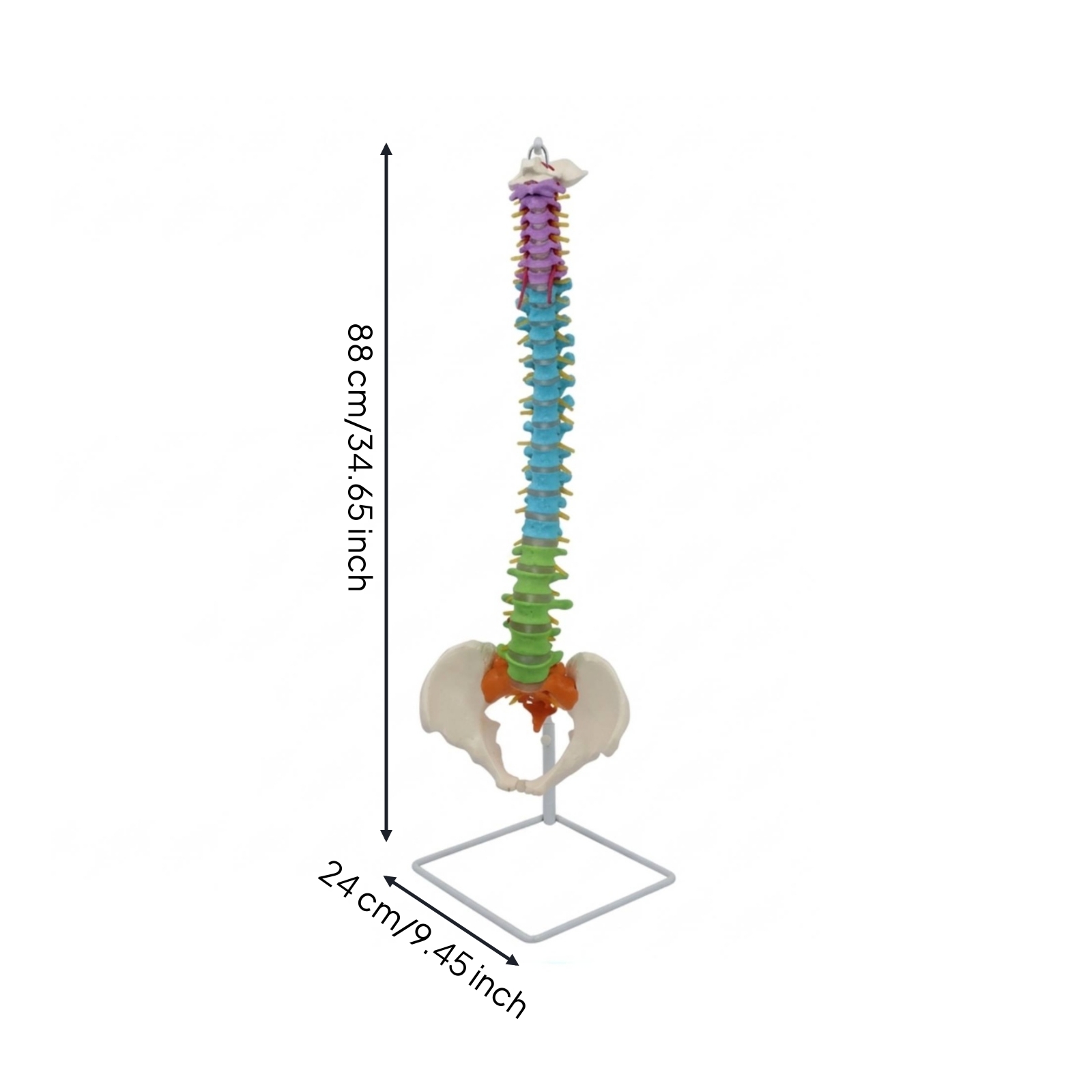Spine Model with Pelvis Freestanding Spine Model with Stand Colorful