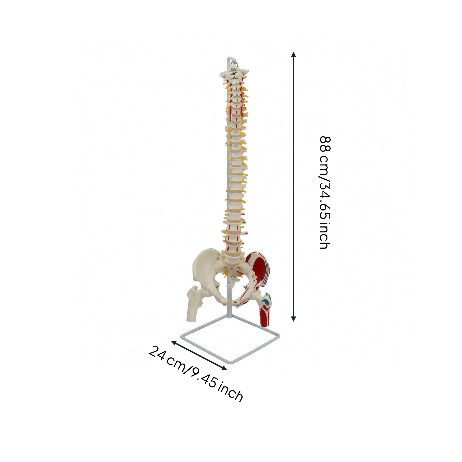 Anatomical Spine Model with Femur Educational for Medical Students