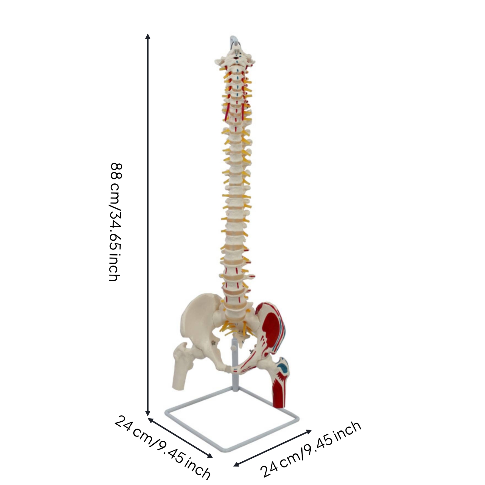 Anatomical Spine and Pelvis Model Educational for Teachers, Students