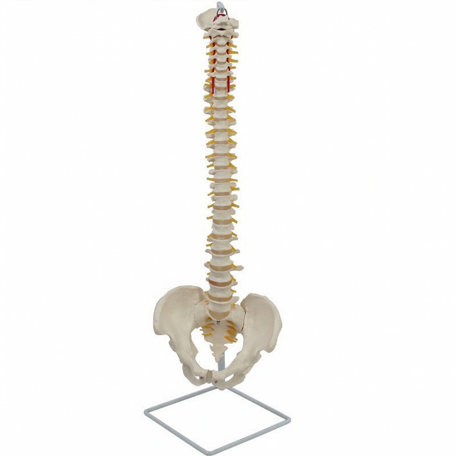 Spine Model with Pelvis Educational Anatomical Spine Model Teaching for