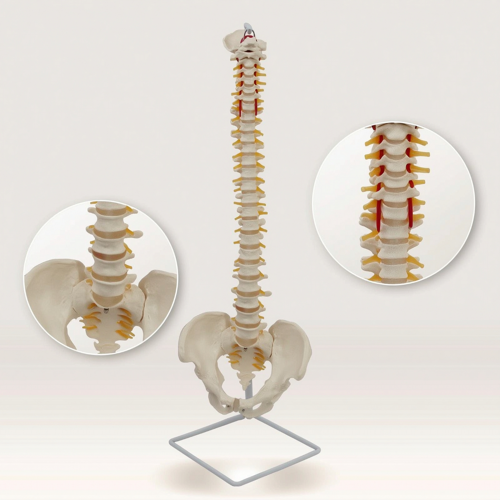 Spine Model with Pelvis Educational Anatomical Spine Model Teaching for - Produktbild 3
