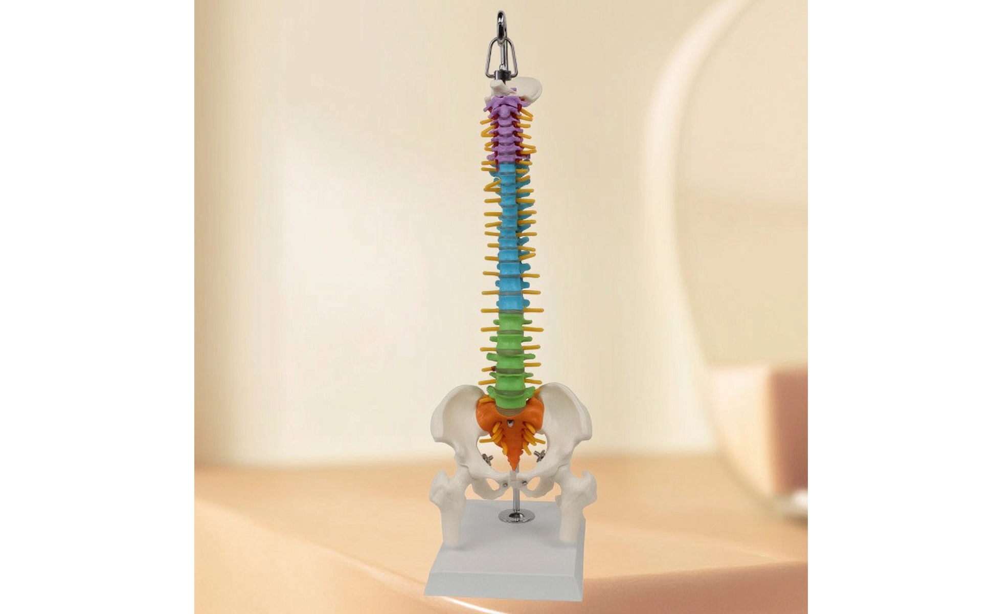 Human Spine Model Teaching Spine Model with Pelvis Hanging for Medical Training