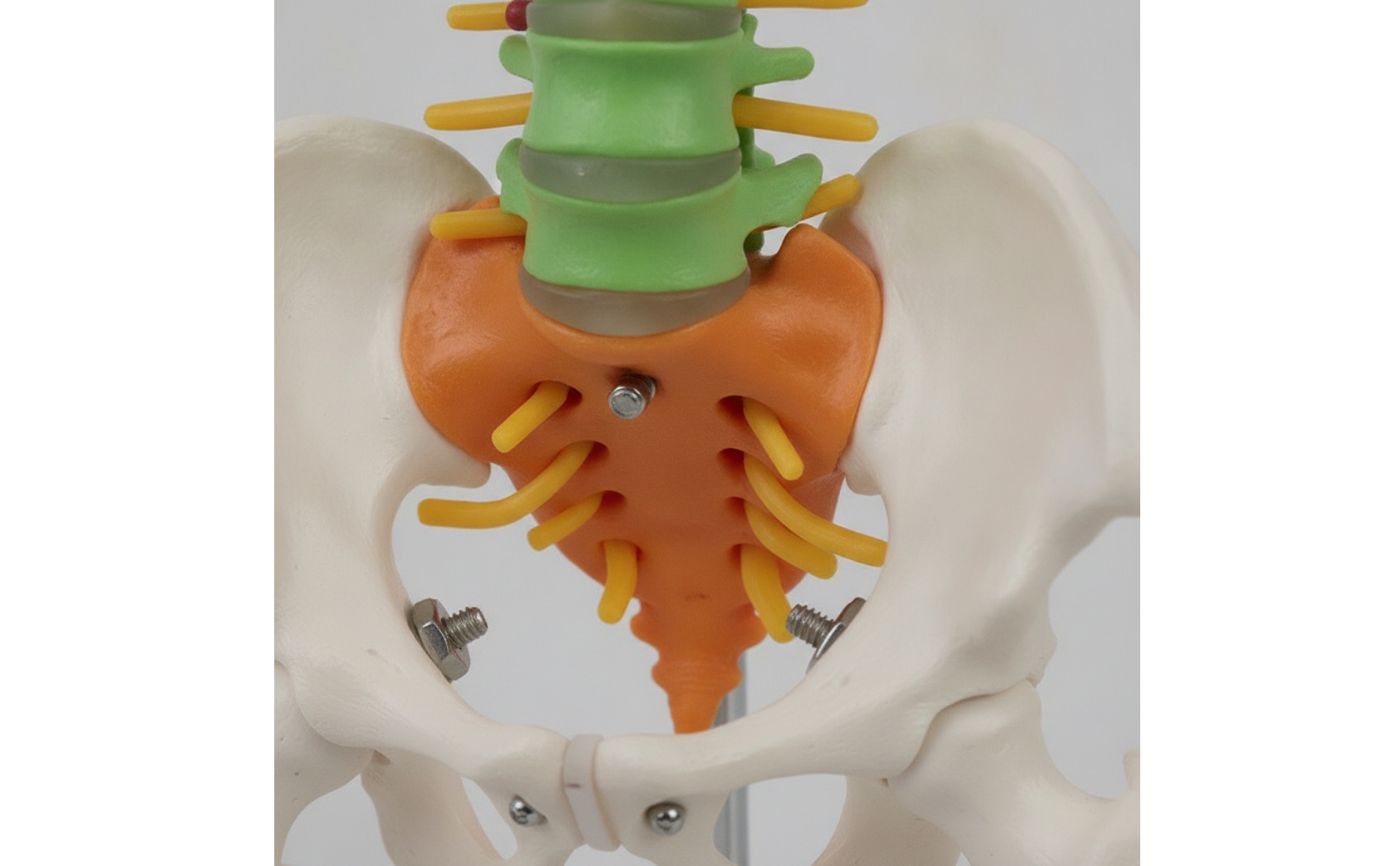 Human Spine Model Teaching Spine Model with Pelvis Hanging for Medical Training