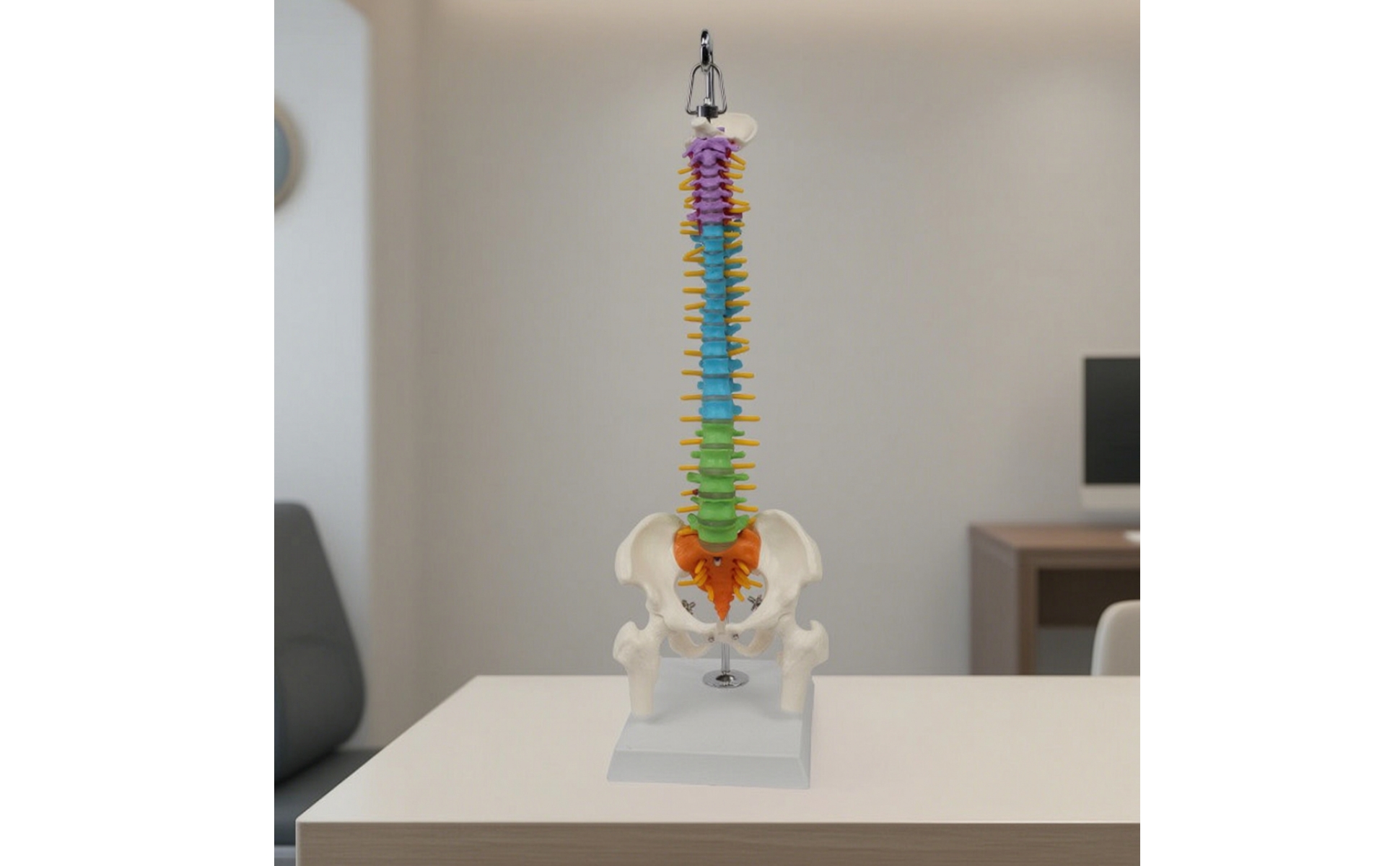 Human Spine Model Teaching Spine Model with Pelvis Hanging for Medical Training
