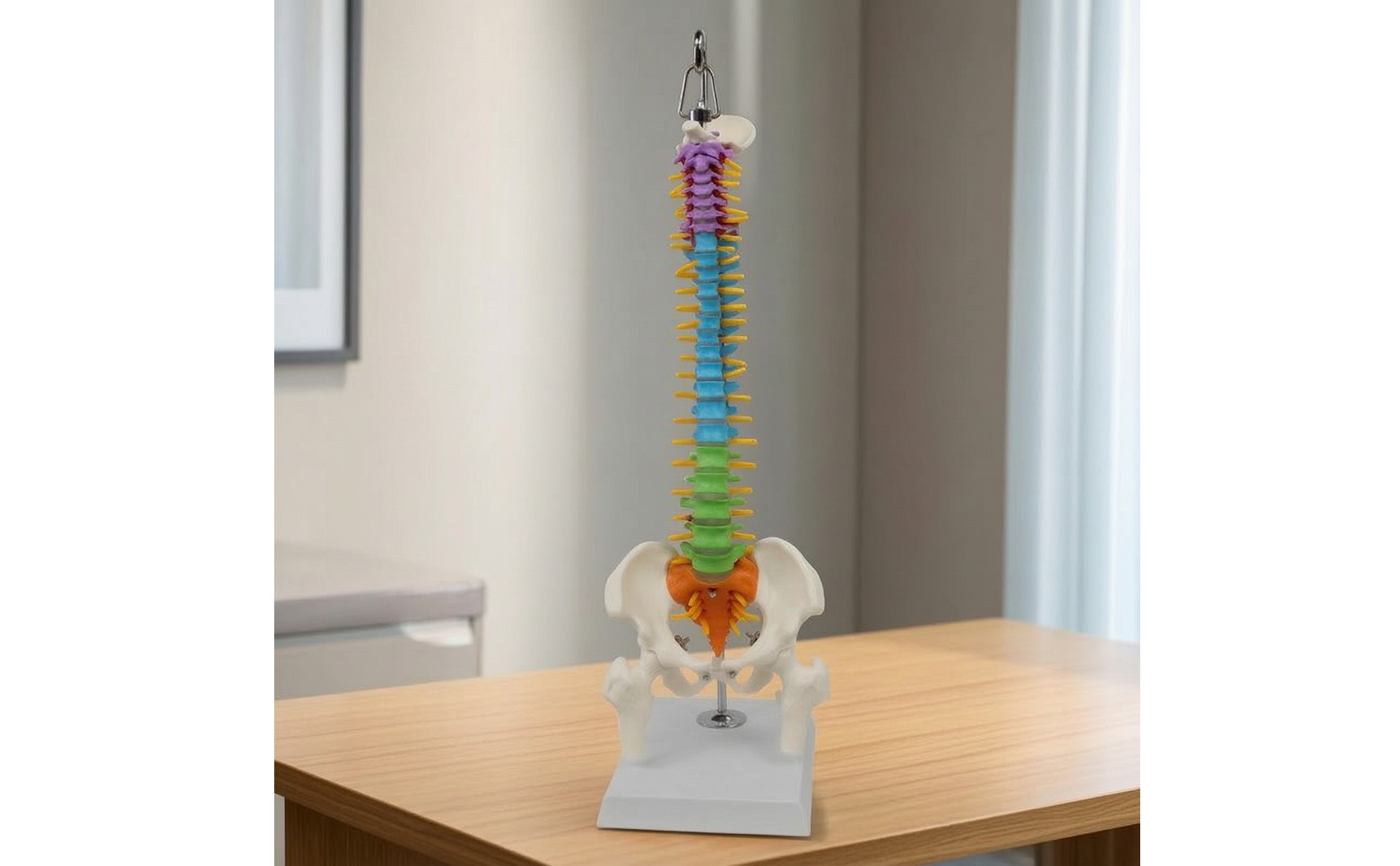 Human Spine Model Teaching Spine Model with Pelvis Hanging for Medical Training