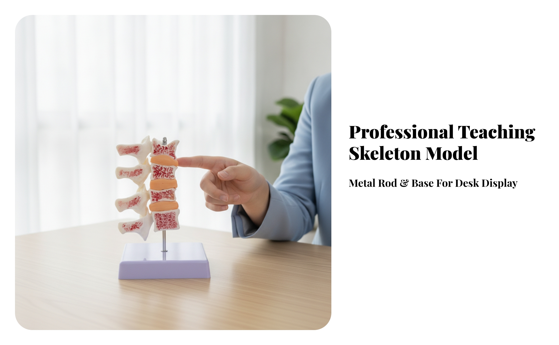 Osteoporosis Spine Model Stable for Classroom, Laboratory, Doctors, Teachers