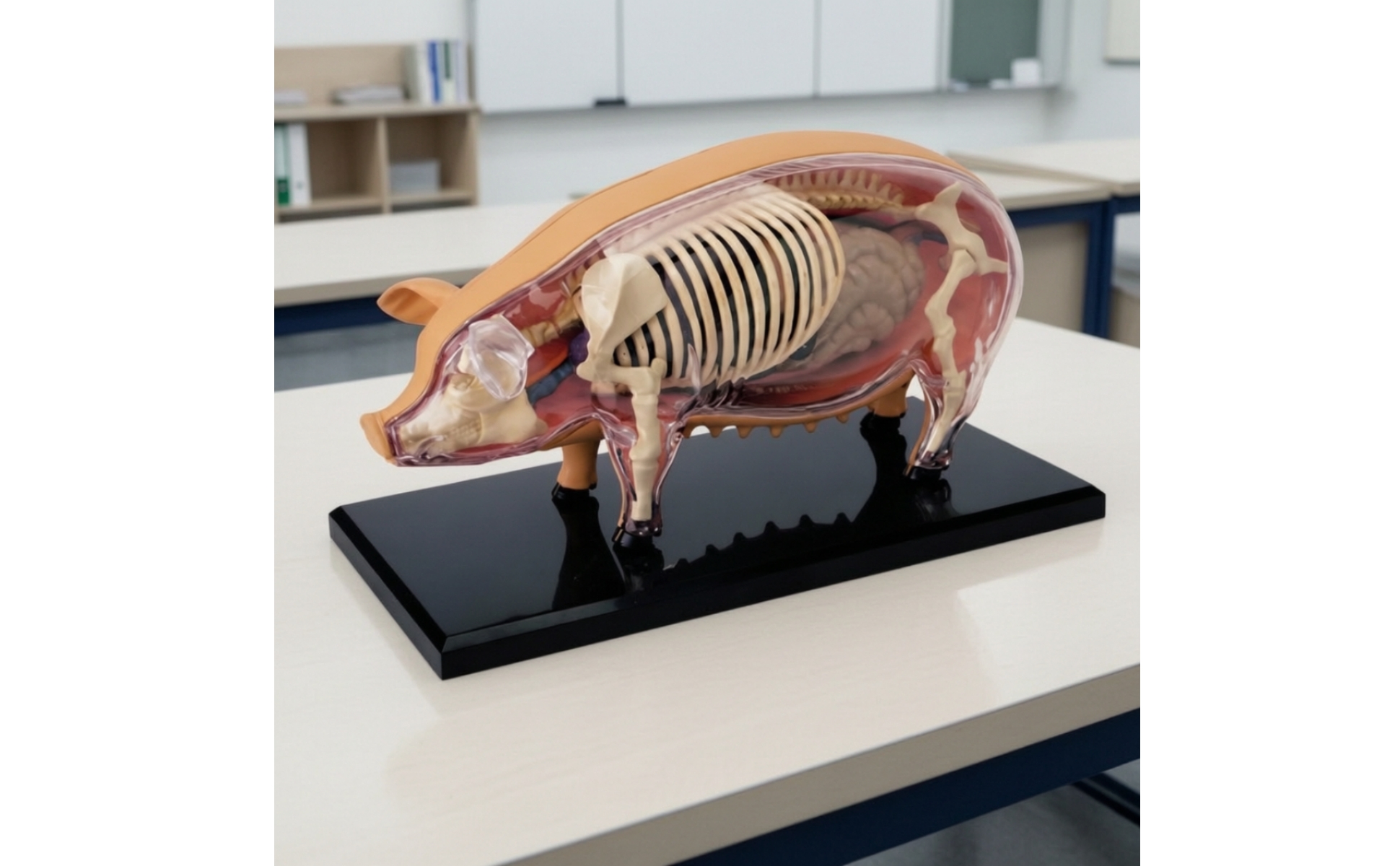 Pig Anatomical Assembly Model Educational for Biology Students, Science Teachers